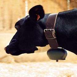 Cloche acier Black Blue