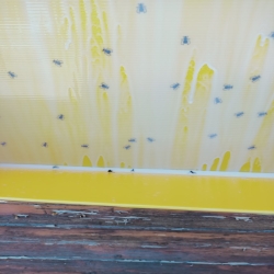 Insecticide MOSCAREX