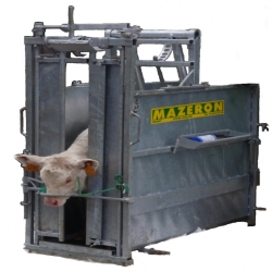 Cage à écorner pour veaux