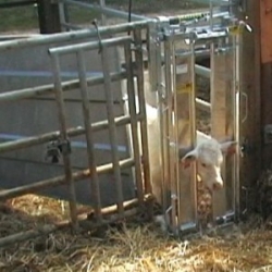 Cage à écorner pour veaux