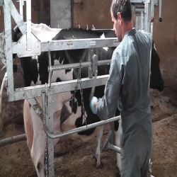 Cage de parage pour bovins écornés