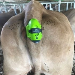 Détecteur de vêlage -MOOCALL