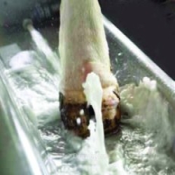 Pédiluve de passage inox VINK