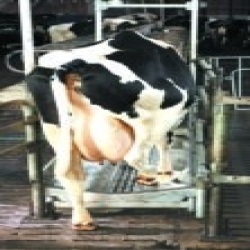 Pédiluve de passage inox VINK