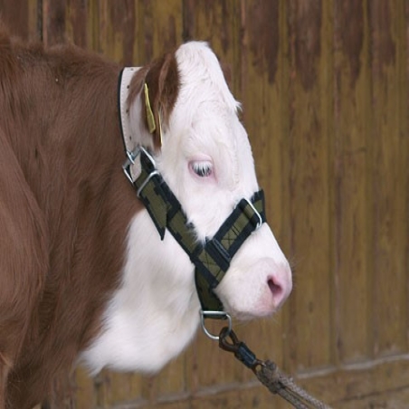 Licol pour vache et taurillon