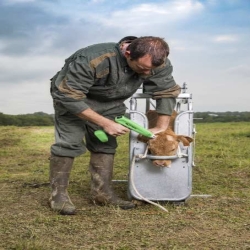 Ecorneur sur batterie Cosmos bovins EXPRESS