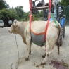 Harnais de transport bovin- UP COW jusqu'à 1200 kg