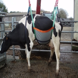 Harnais de transport bovin- UP COW-700kg
