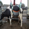Harnais de transport bovin- UP COW-800kg