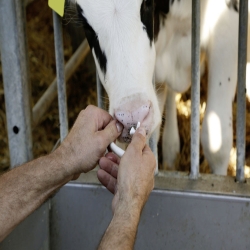 Anneau anti-têteur SuckStop "Kamer"