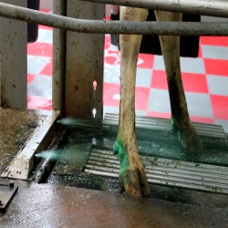 Hoof fit  Robot