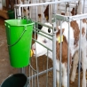 Seau à veau 8L avec clapet hygiénique