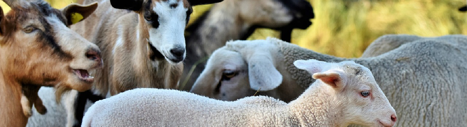 Écuries et équipements pour ovins et caprins