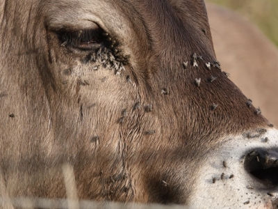 Mouches : Les solutions naturelles pour vos élevages !