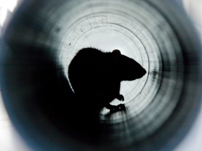 Rongeurs : Comment lutter efficacement contre les rats et les souris !    